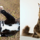 Illustration for article titled Cats vs. Dogs: The Beasts Go Marching One By One, Hurrah, Hurrah
